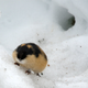 Illustration for article titled Lemming Suicide Is a Myth That Was Perpetuated by Disney